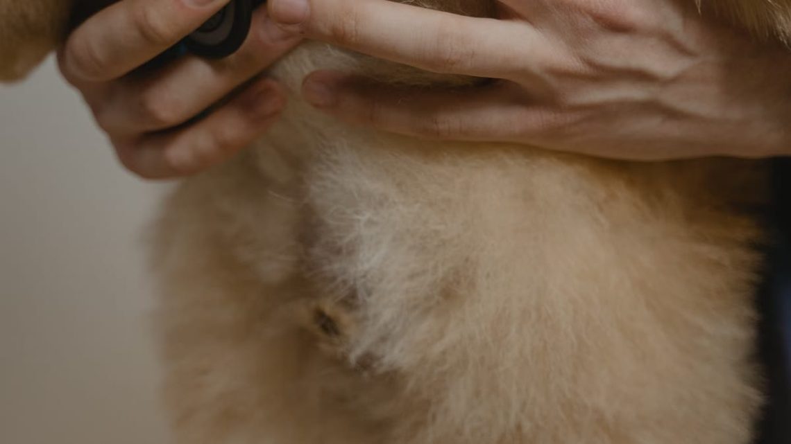 Symptômes des maladies chez les chiens : guide complet