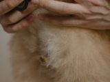 Symptômes des maladies chez les chiens : guide complet