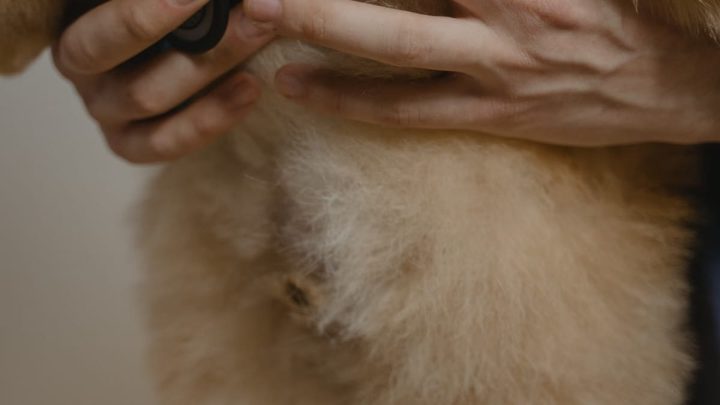 Symptômes des maladies chez les chiens : guide complet
